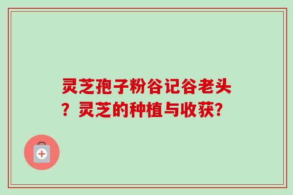 灵芝孢子粉谷记谷老头？灵芝的种植与收获？