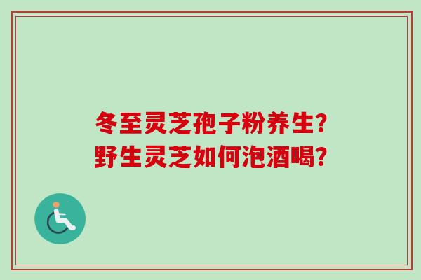 冬至灵芝孢子粉养生？野生灵芝如何泡酒喝？