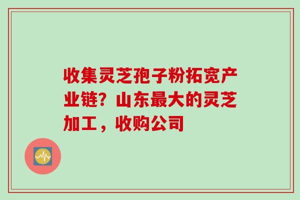 收集灵芝孢子粉拓宽产业链？山东最大的灵芝加工，收购公司