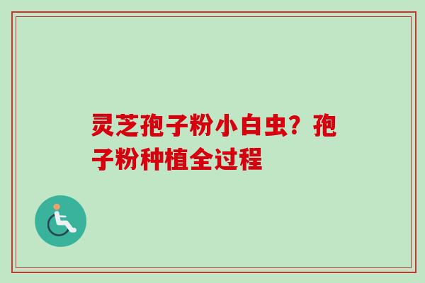 灵芝孢子粉小白虫？孢子粉种植全过程