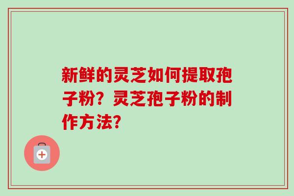 新鲜的灵芝如何提取孢子粉？灵芝孢子粉的制作方法？
