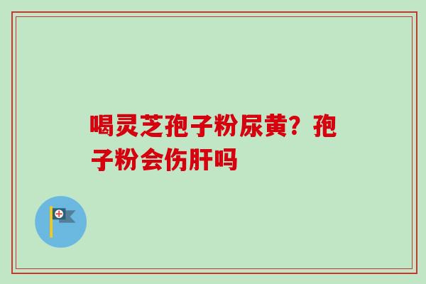 喝灵芝孢子粉尿黄？孢子粉会伤吗