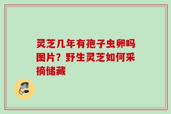 灵芝几年有孢子虫卵吗图片？野生灵芝如何采摘储藏