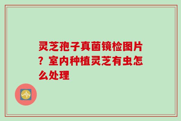 灵芝孢子真菌镜检图片？室内种植灵芝有虫怎么处理