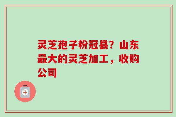 灵芝孢子粉冠县？山东大的灵芝加工，收购公司