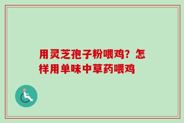 用灵芝孢子粉喂鸡？怎样用单味中草药喂鸡