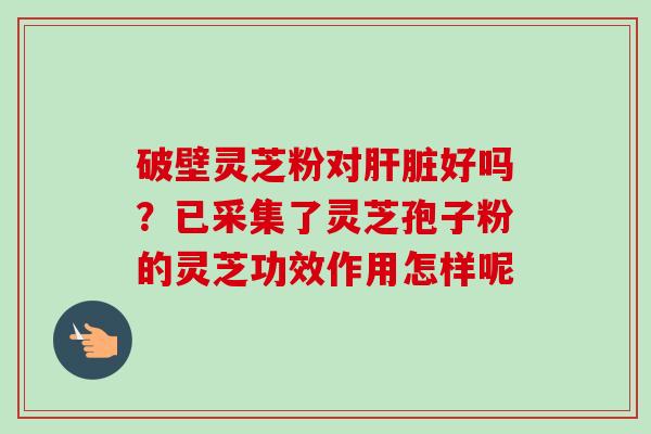 破壁灵芝粉对肝脏好吗？已采集了灵芝孢子粉的灵芝功效作用怎样呢