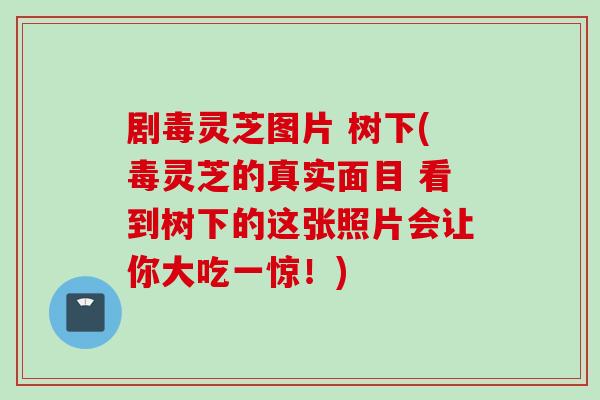 剧毒灵芝图片 树下(毒灵芝的真实面目 看到树下的这张照片会让你大吃一惊！)