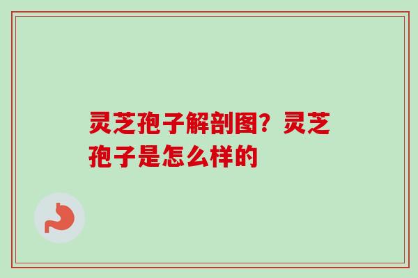 灵芝孢子解剖图？灵芝孢子是怎么样的