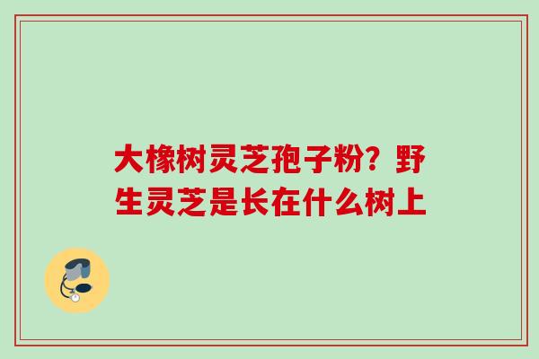 大橡树灵芝孢子粉？野生灵芝是长在什么树上