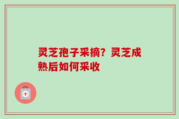 灵芝孢子采摘？灵芝成熟后如何采收