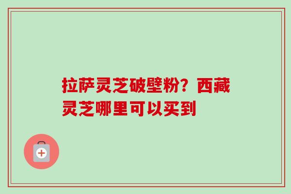 拉萨灵芝破壁粉？西藏灵芝哪里可以买到