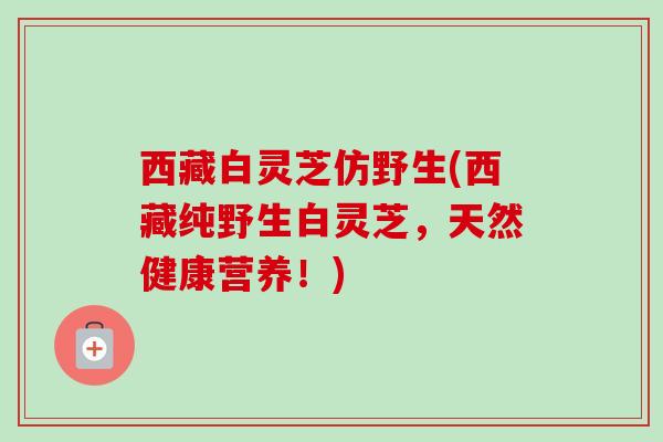 西藏白灵芝仿野生(西藏纯野生白灵芝，天然健康营养！)