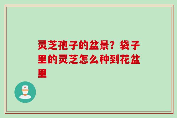 灵芝孢子的盆景？袋子里的灵芝怎么种到花盆里