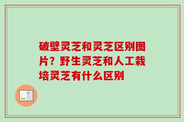 破壁灵芝和灵芝区别图片？野生灵芝和人工栽培灵芝有什么区别