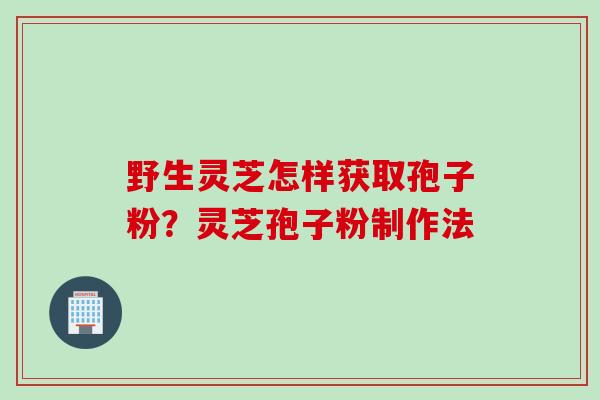 野生灵芝怎样获取孢子粉？灵芝孢子粉制作法