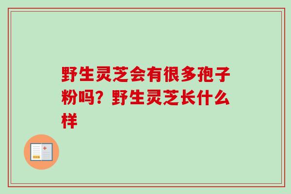 野生灵芝会有很多孢子粉吗？野生灵芝长什么样