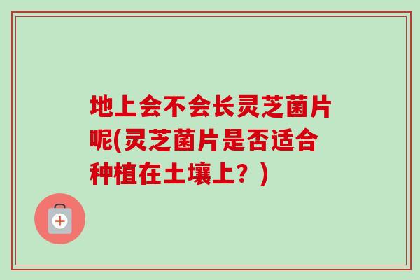 地上会不会长灵芝菌片呢(灵芝菌片是否适合种植在土壤上？)