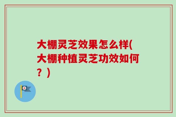 大棚灵芝效果怎么样(大棚种植灵芝功效如何？)