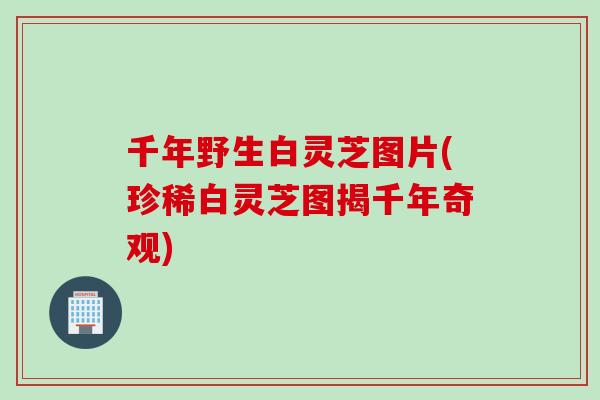 千年野生白灵芝图片(珍稀白灵芝图揭千年奇观)
