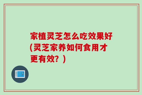 家植灵芝怎么吃效果好(灵芝家养如何食用才更有效？)