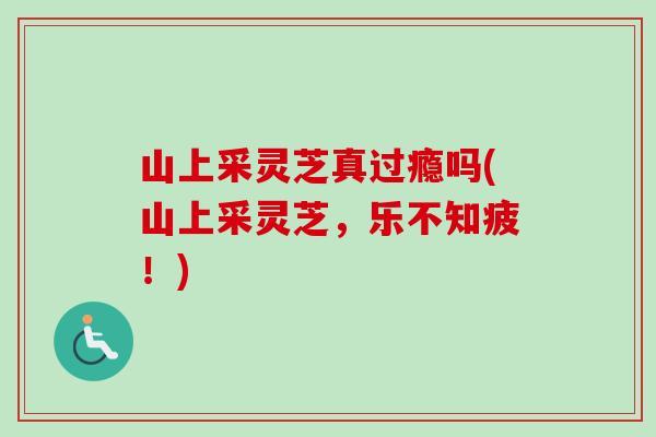 山上采灵芝真过瘾吗(山上采灵芝，乐不知疲！)