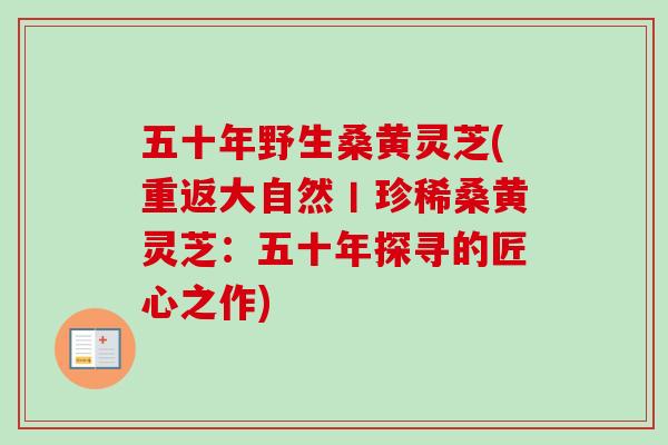 五十年野生桑黄灵芝(重返大自然丨珍稀桑黄灵芝：五十年探寻的匠心之作)