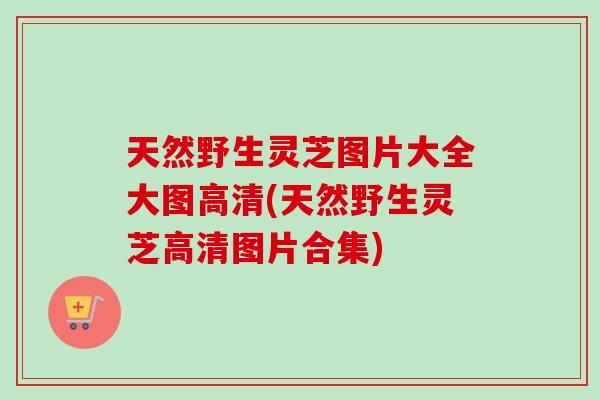 天然野生灵芝图片大全大图高清(天然野生灵芝高清图片合集)