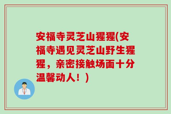 安福寺灵芝山猩猩(安福寺遇见灵芝山野生猩猩，亲密接触场面十分温馨动人！)