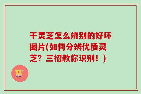 干灵芝怎么辨别的好坏图片(如何分辨优质灵芝？三招教你识别！)