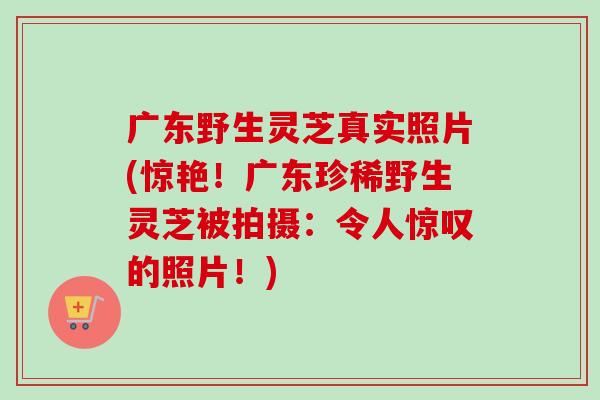 广东野生灵芝真实照片(惊艳！广东珍稀野生灵芝被拍摄：令人惊叹的照片！)