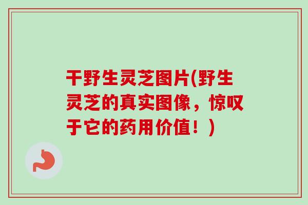 干野生灵芝图片(野生灵芝的真实图像，惊叹于它的药用价值！)