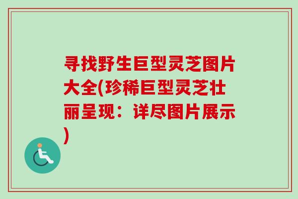 寻找野生巨型灵芝图片大全(珍稀巨型灵芝壮丽呈现：详尽图片展示)