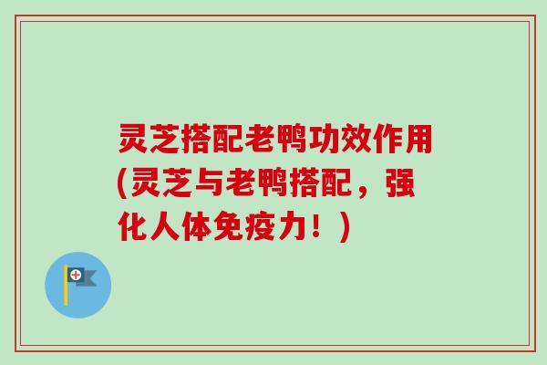 灵芝搭配老鸭功效作用(灵芝与老鸭搭配，强化人体免疫力！)