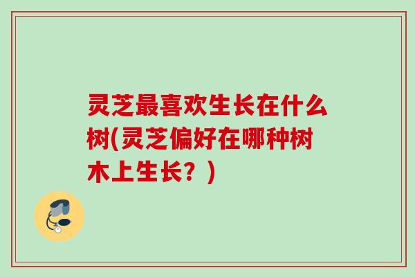 灵芝最喜欢生长在什么树(灵芝偏好在哪种树木上生长？)