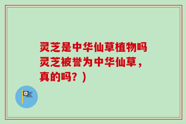 灵芝是中华仙草植物吗灵芝被誉为中华仙草，真的吗？)