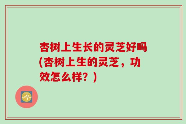 杏树上生长的灵芝好吗(杏树上生的灵芝，功效怎么样？)
