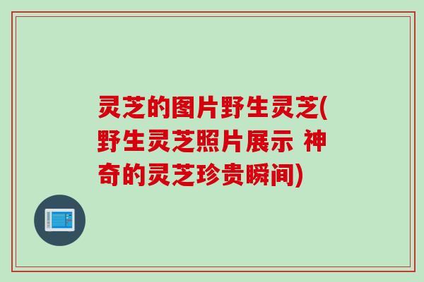 灵芝的图片野生灵芝(野生灵芝照片展示 神奇的灵芝珍贵瞬间)