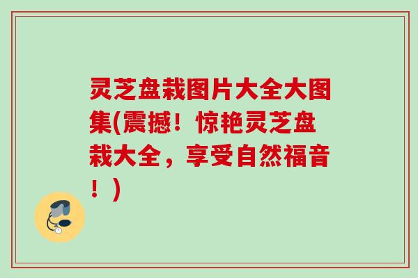 灵芝盘栽图片大全大图集(震撼！惊艳灵芝盘栽大全，享受自然福音！)