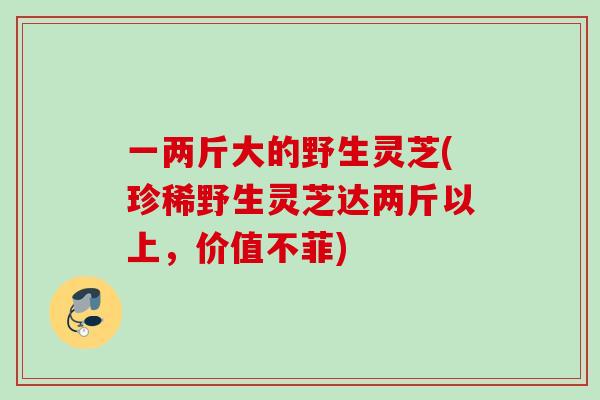 一两斤大的野生灵芝(珍稀野生灵芝达两斤以上，价值不菲)