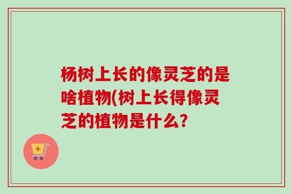 杨树上长的像灵芝的是啥植物(树上长得像灵芝的植物是什么？