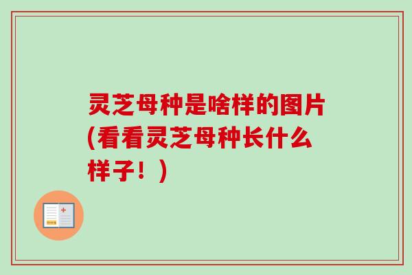 灵芝母种是啥样的图片(看看灵芝母种长什么样子！)