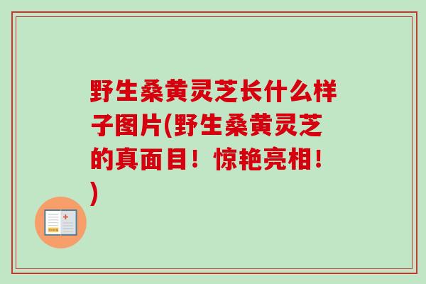 野生桑黄灵芝长什么样子图片(野生桑黄灵芝的真面目！惊艳亮相！)