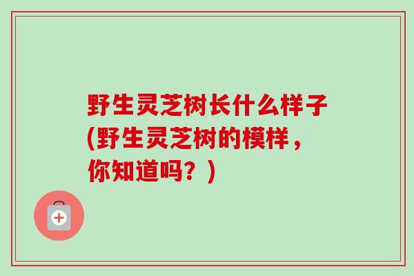 野生灵芝树长什么样子(野生灵芝树的模样，你知道吗？)