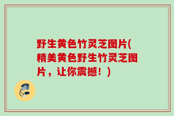 野生黄色竹灵芝图片(精美黄色野生竹灵芝图片，让你震撼！)