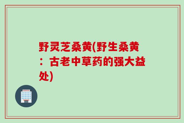 野灵芝桑黄(野生桑黄：古老中草药的强大益处)
