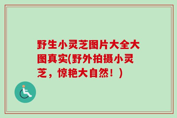 野生小灵芝图片大全大图真实(野外拍摄小灵芝，惊艳大自然！)