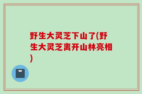 野生大灵芝下山了(野生大灵芝离开山林亮相)