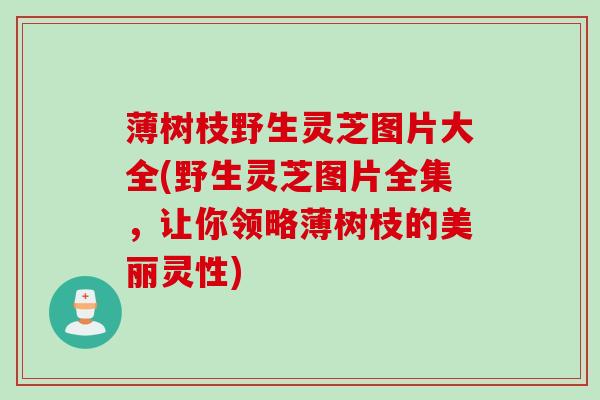 薄树枝野生灵芝图片大全(野生灵芝图片全集，让你领略薄树枝的美丽灵性)