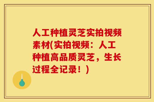 人工种植灵芝实拍视频素材(实拍视频：人工种植高品质灵芝，生长过程全记录！)